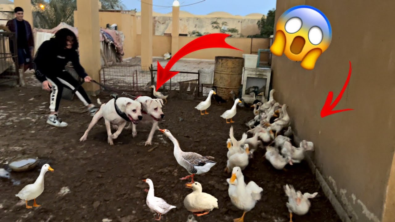 مليت البيت ب100 بطة🦆بويكا وسلطان هجومهم😱