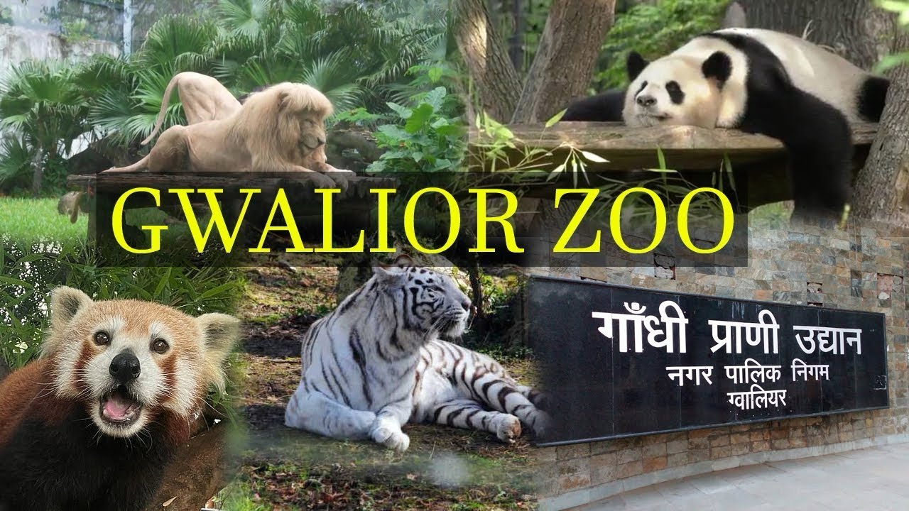 Gwalior Zoo visit video 