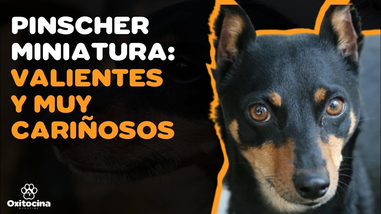 PINSCHER MINIATURA: 9 cosas que debes saber