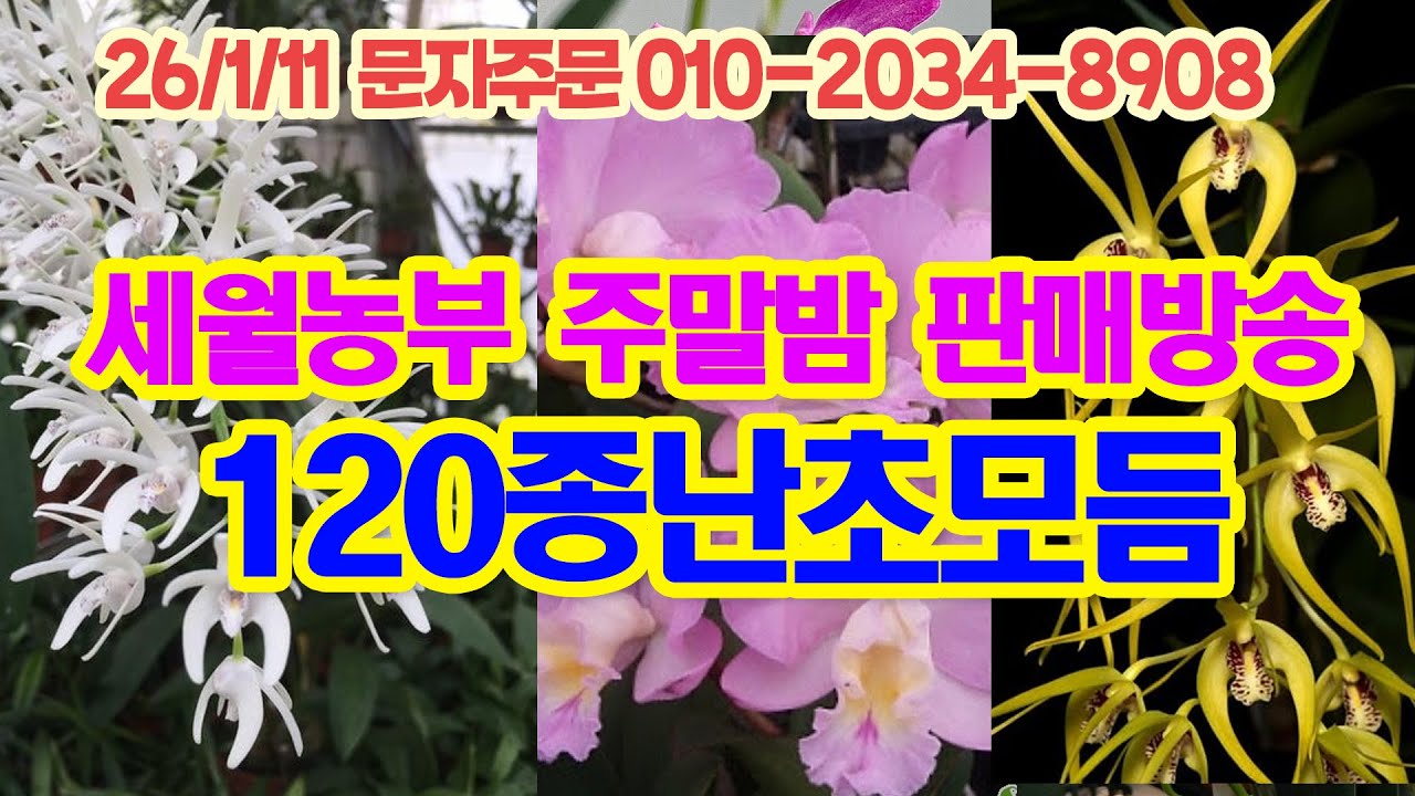 세월농부 주말 판매방송 120종 난초 모듬 판매