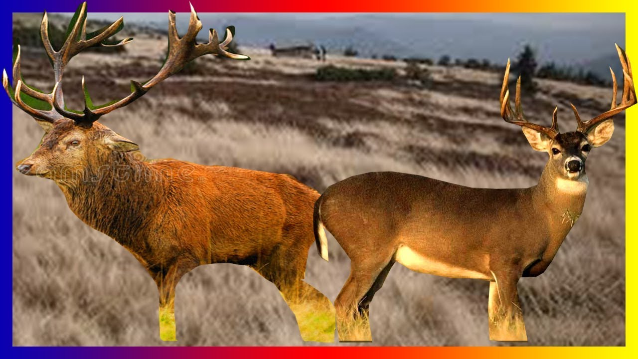 Deer M ating In Love And Training Around The World