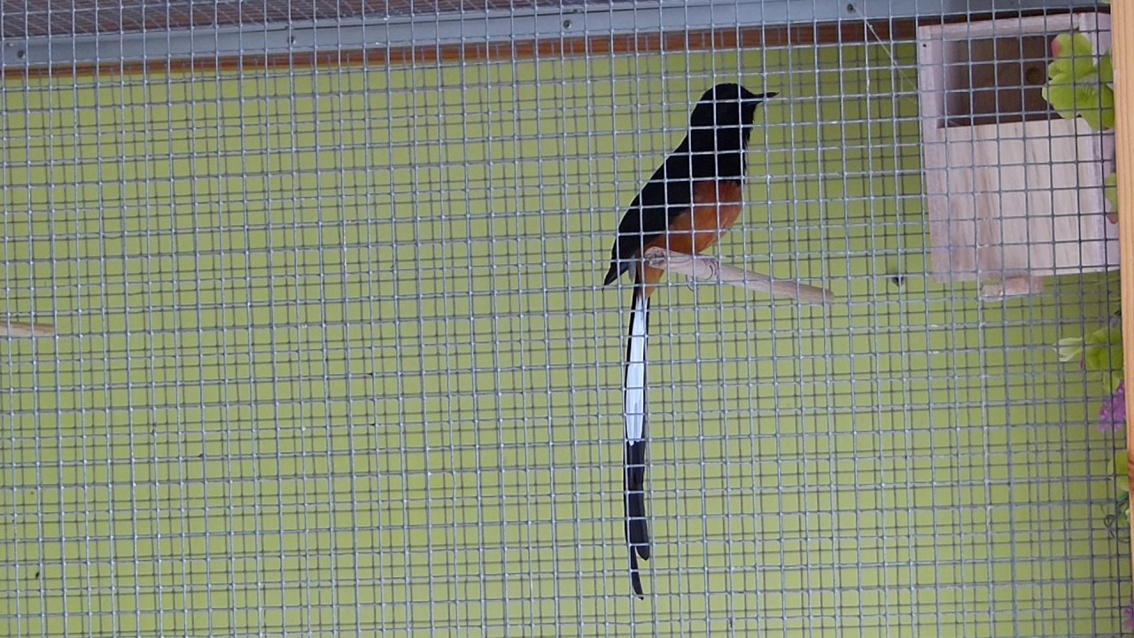 Copsychus malabaricus, duel de chant &agrave; distance, schamalijster, الحسون, clarin cantando