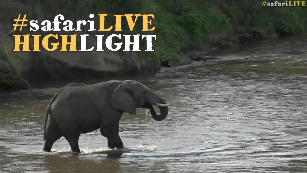 An elephant crossing the crocodile invested waters without caution