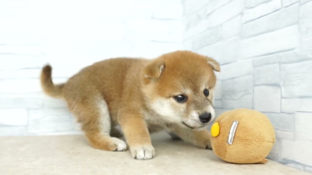 【KIKUCHI PET】 仔犬仔猫 No.230919　柴犬　女の子　赤　2023/07/22産まれ