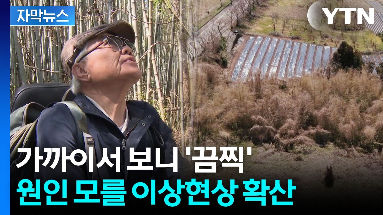 [자막뉴스] 새까맣게 줄줄이 고사...주민들도 놀란 기현상 / YTN