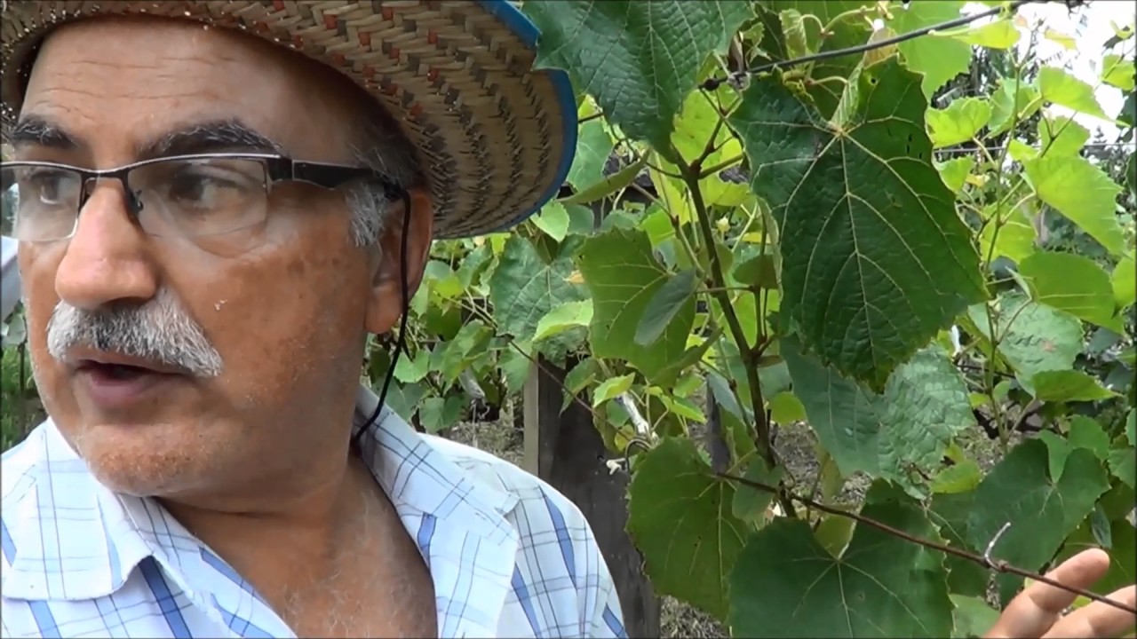 458 ) – COMO E QUANDO SE FAZ ENXERTIA VERDE NAS VIDEIRAS – FERRAZ DE VASCONCELOS  SP