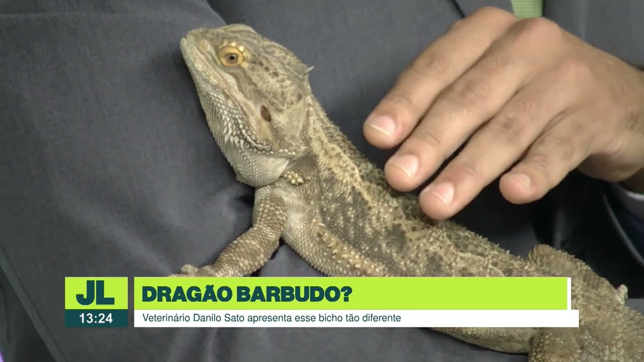&Eacute; Pet? Epis&oacute;dio 4 &mdash; Biricotico: Drag&atilde;o-barbudo | JL