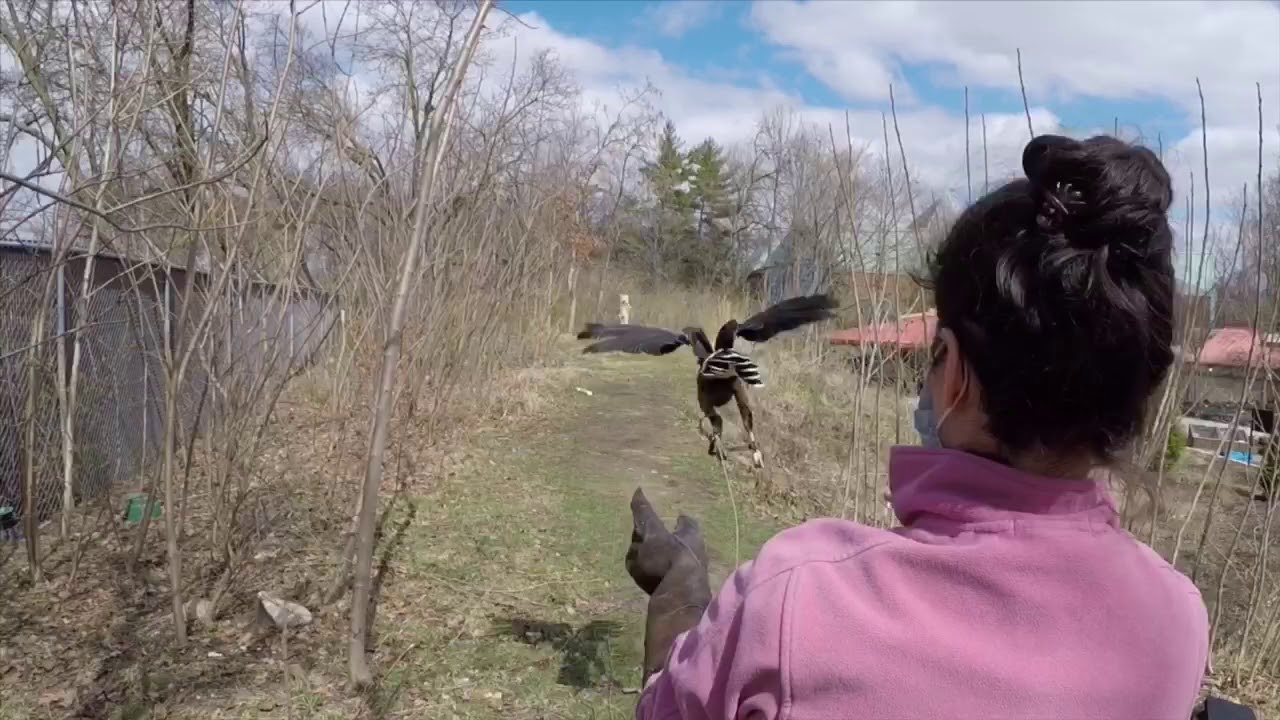 Harris hawk&rsquo; training at the Saint Louis Zoo