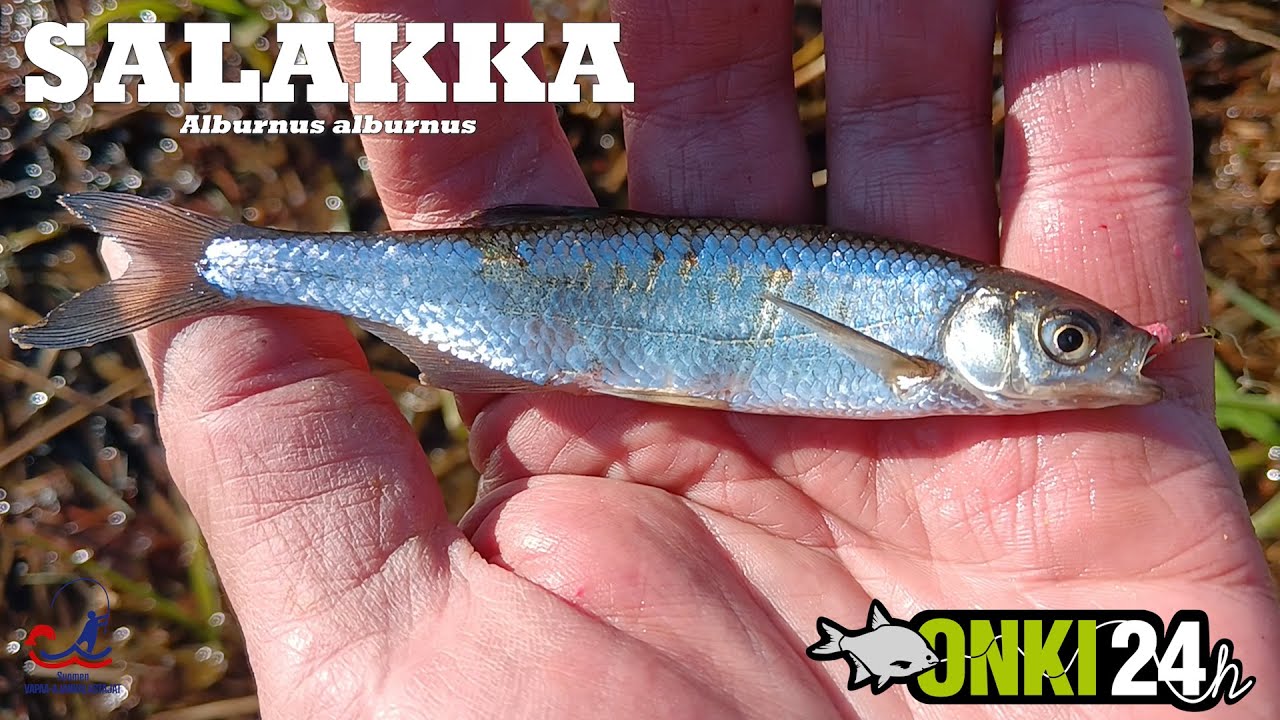 Salakka