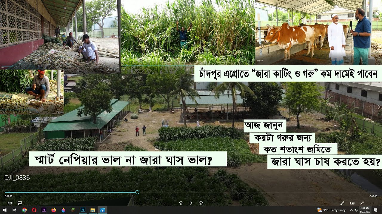 স্মার্ট নেপিয়ার ভাল না জারা ঘাস ভাল | সুলভ মূল্যে গরু, ঘাস ও কাটিং বিক্রি করছে | Chandpur Agro