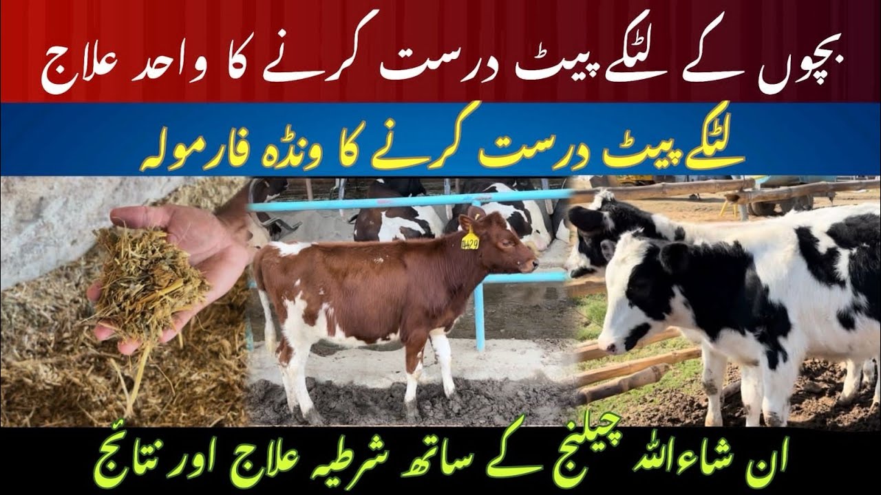 Pot belly treatment II Wachi ka latka pait thk krny ka nuskha II Desi wanda formula for heifers