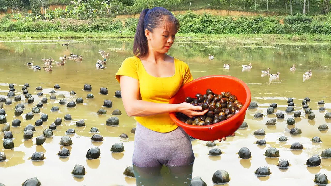 Harvesting A Lot Of Snails Goes To Market Sell - Take Care Ducks & Pigs | New Free Bushcraft
