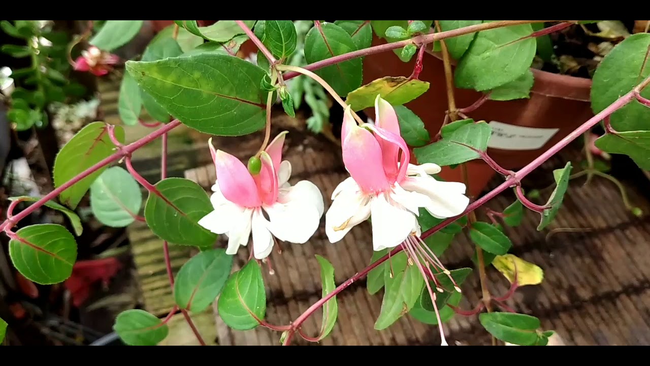 Brinco de princesa ,como cultivar e fazer mudas(Fuchsias ,Lagrima de cristo)