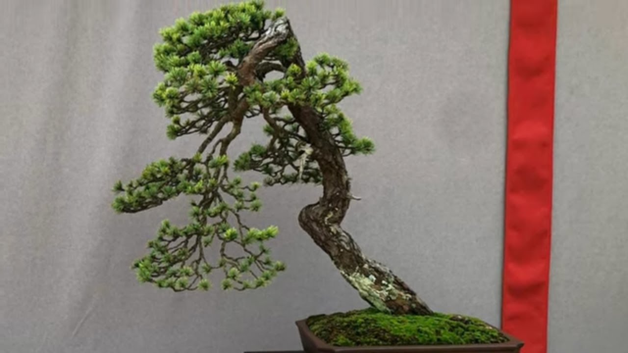 Salon National Bonsai France part1