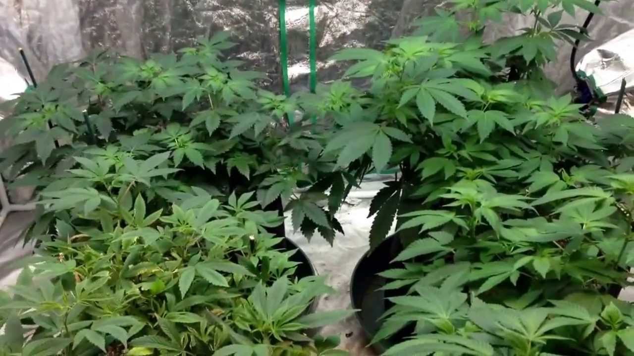 Marijuana the next generation
