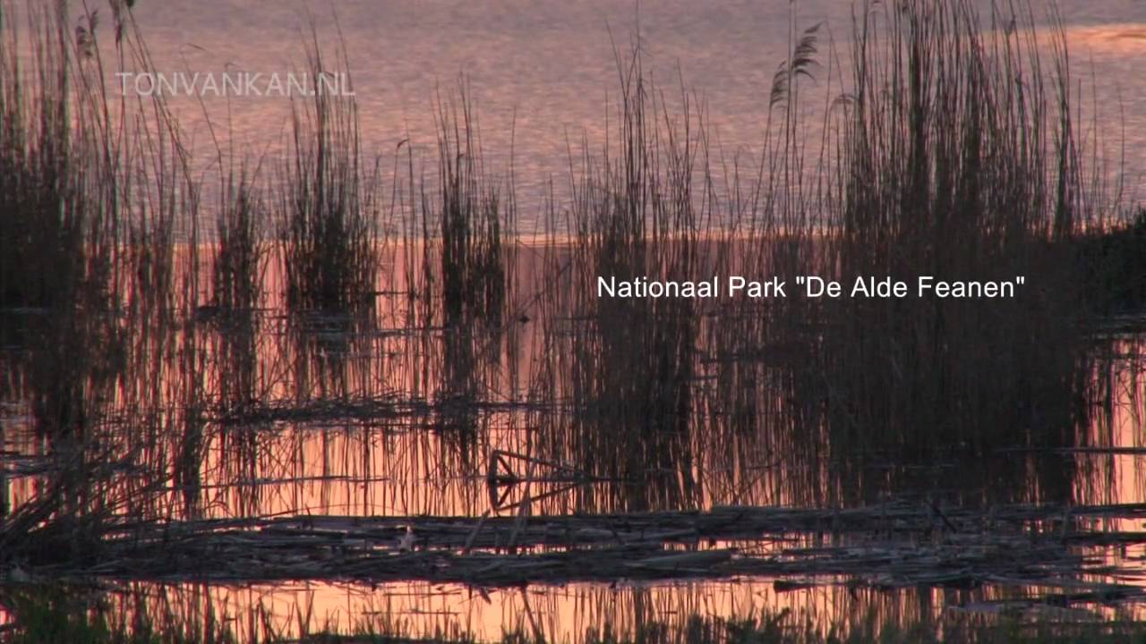 ALDE FEANEN - natuurgebied - marsh - nature area - Sony Z5