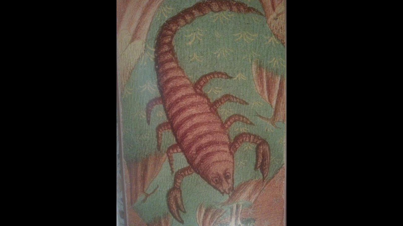 Scorpio the Sexual