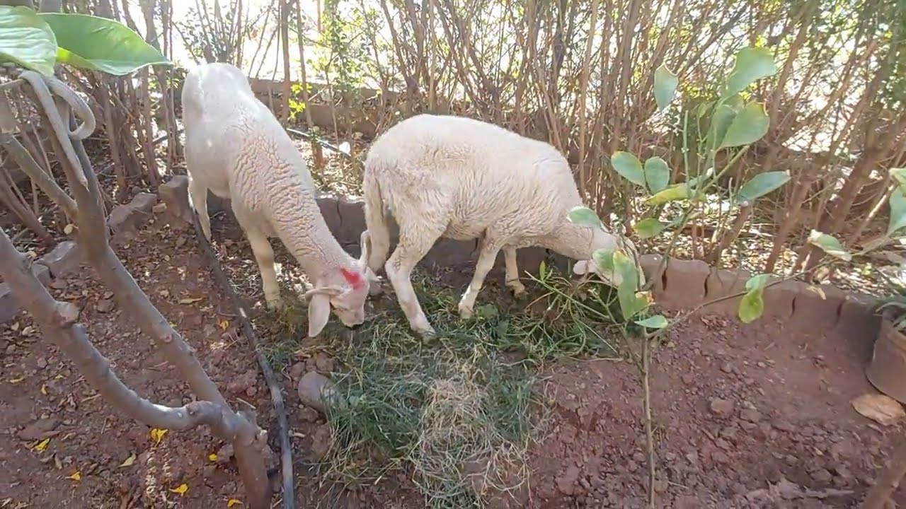 جربت نعلف خرفان العيد هل نجحت؟لقيت الحل اشجار الزيتون لي ماتت من بعد ما غرستها ناضت الخضرة فالمزرعة