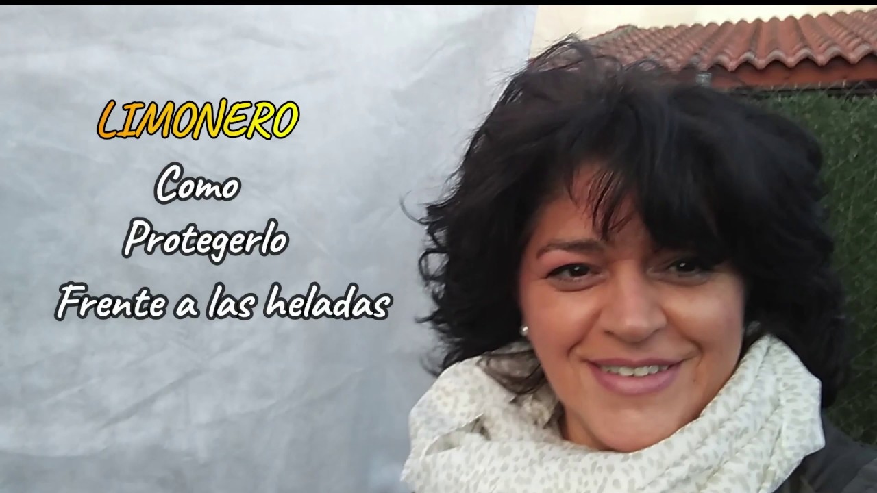 Cómo Proteger el Limonero de las Heladas, 🍋comprobado que funciona.