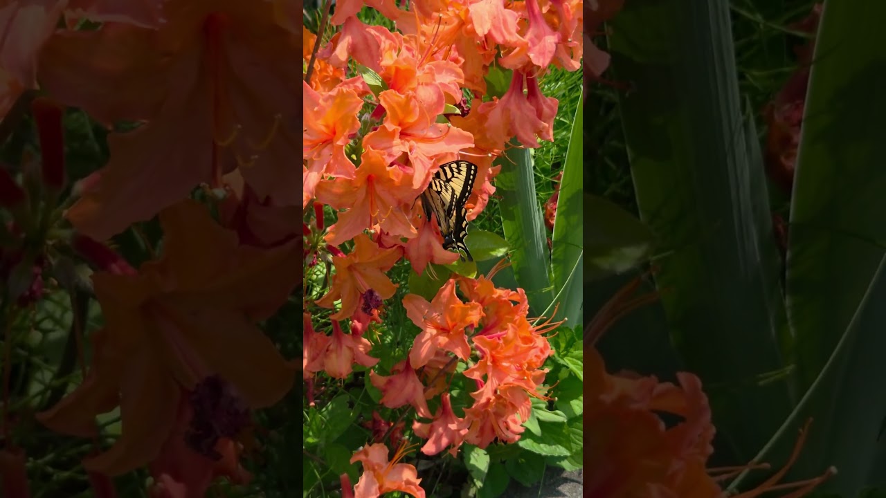 Beautiful butterfly 🥰#everyone #highlight #flowers