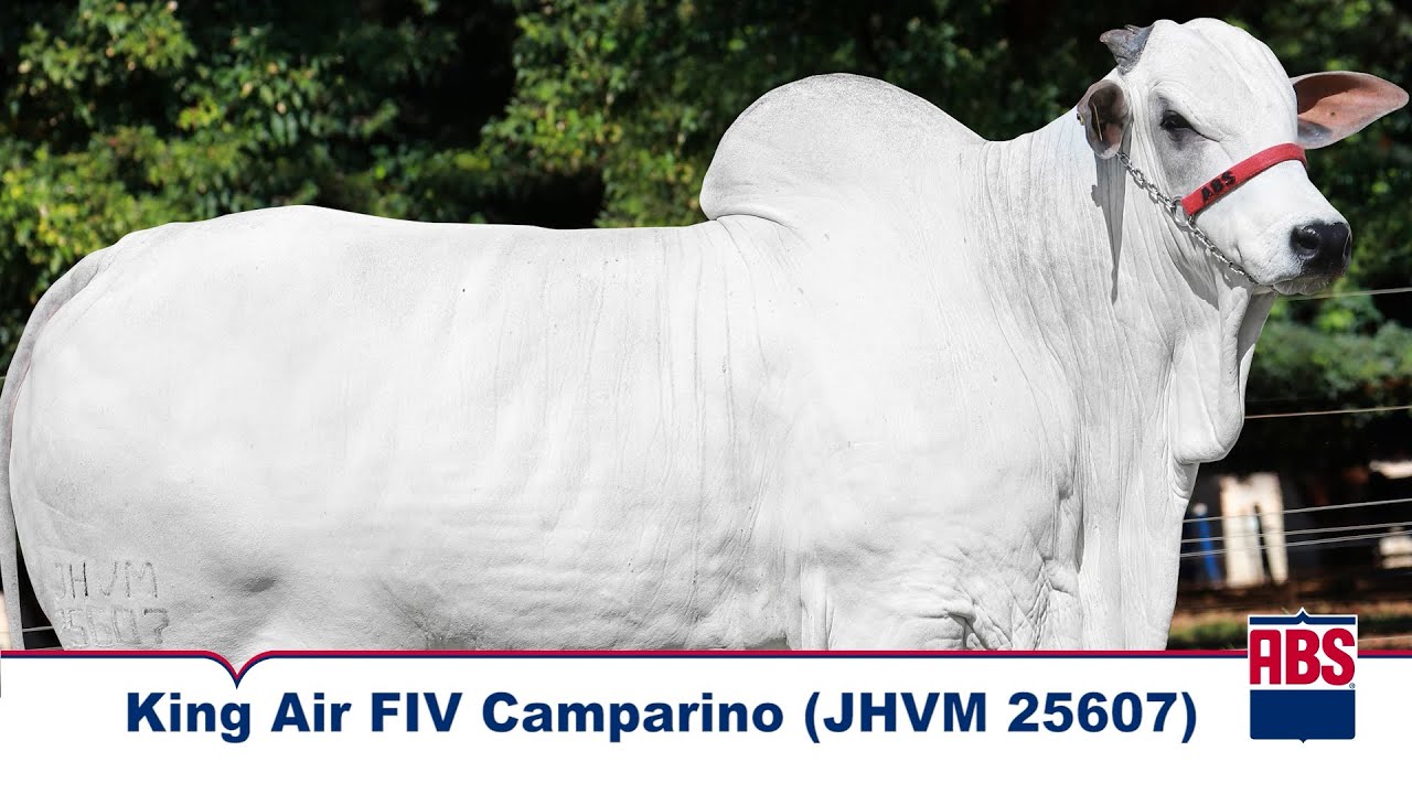 KING AIR FIV CAMPARINO (JHVM 25607) - Touro Nelore ABS