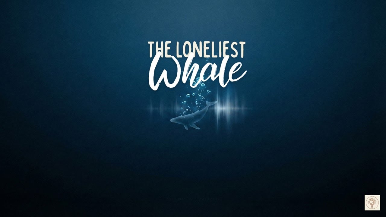 52 Hz: The Loneliest Whale in the World | 