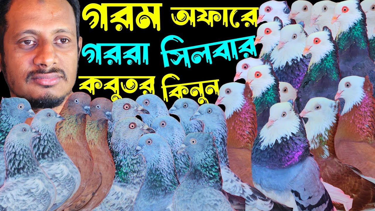 গরম অফারে পাকিস্তানি টেডি,কামারগার,গররা,চিলা,কালদম কবুতর কিনুন | বাকবাকুম পায়রা | Pigeon |