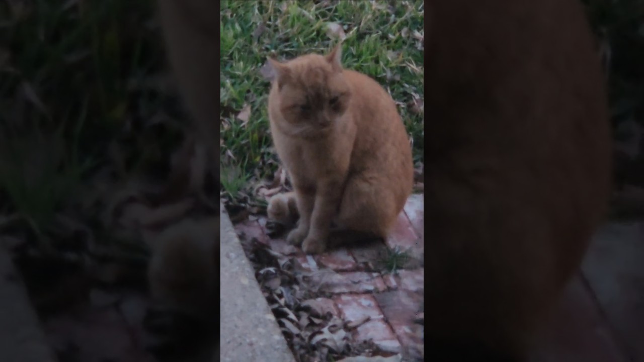 The Standoff ! # cats# orange cat # A Fist Full of Dollars Theme# cat standoff# male cats # angrycat