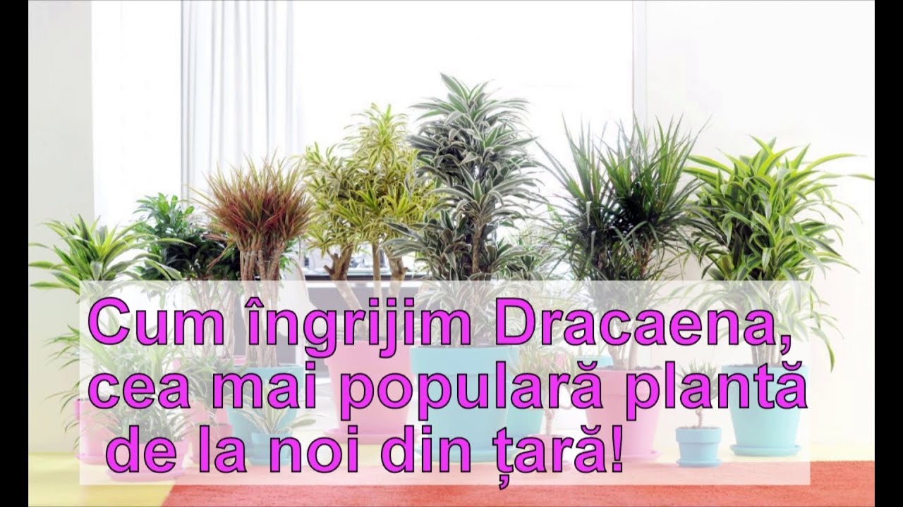 Cum se ingrijeste Dracaena, cea mai populara planta!
