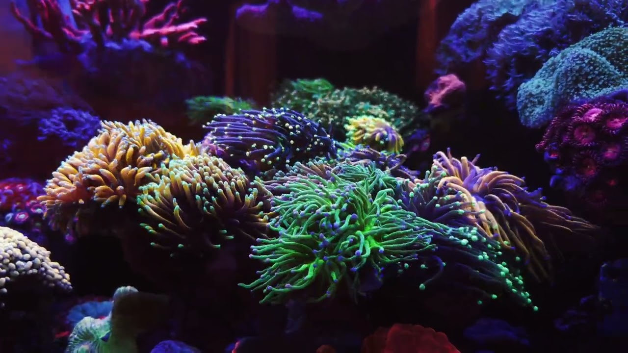 Euphyllia glabrescens: Die faszinierende Welt einer Koralle