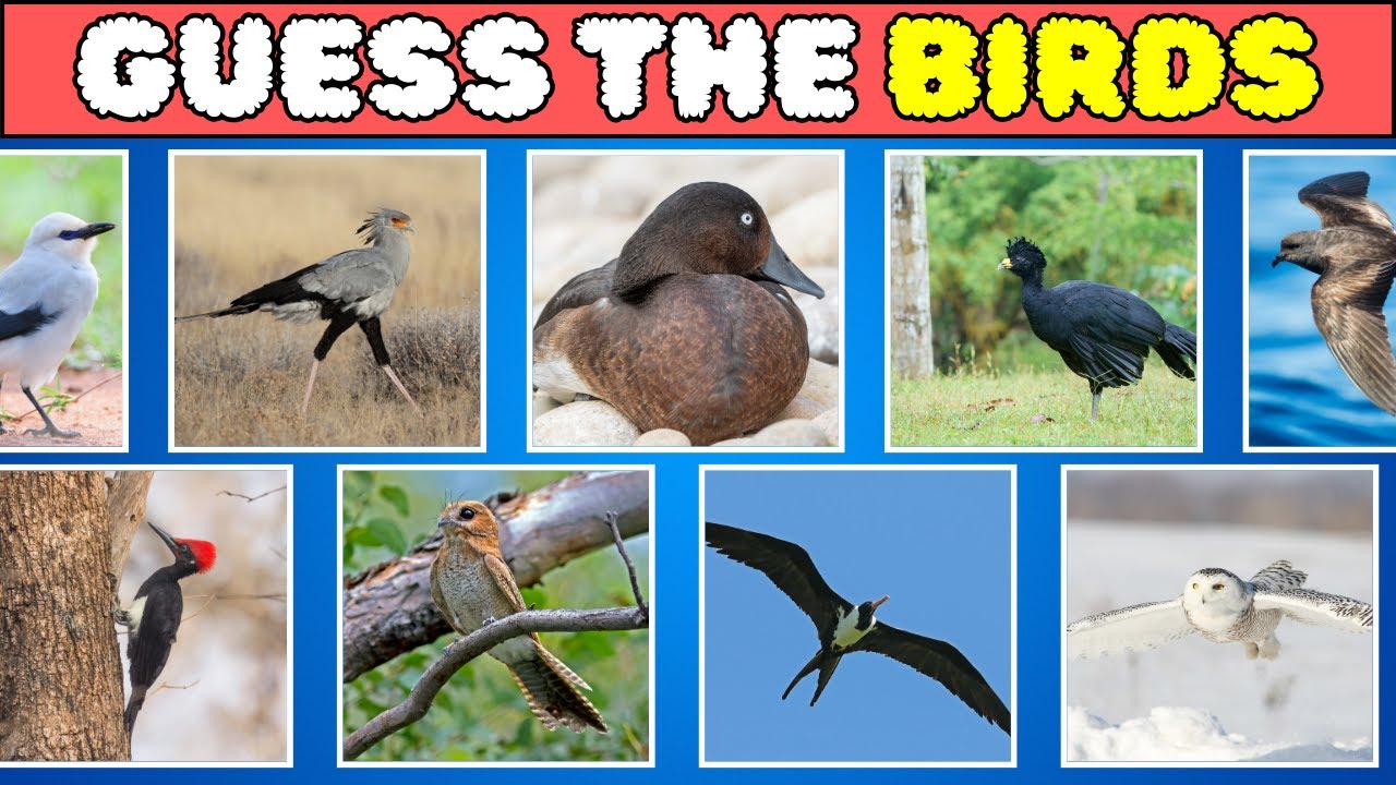 Guess The Bird Quiz | Guess The Bird Name By Picture | @minshaasurgk
