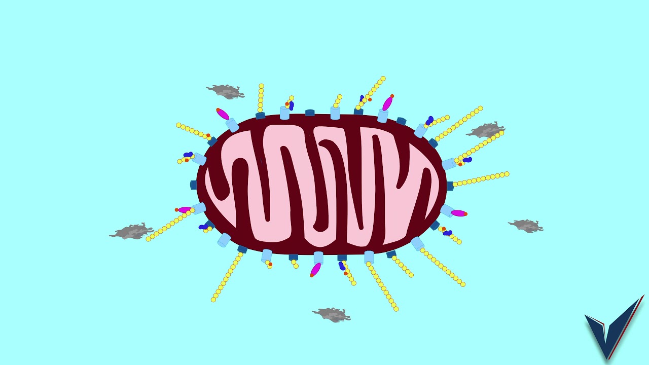What is Mitophagy