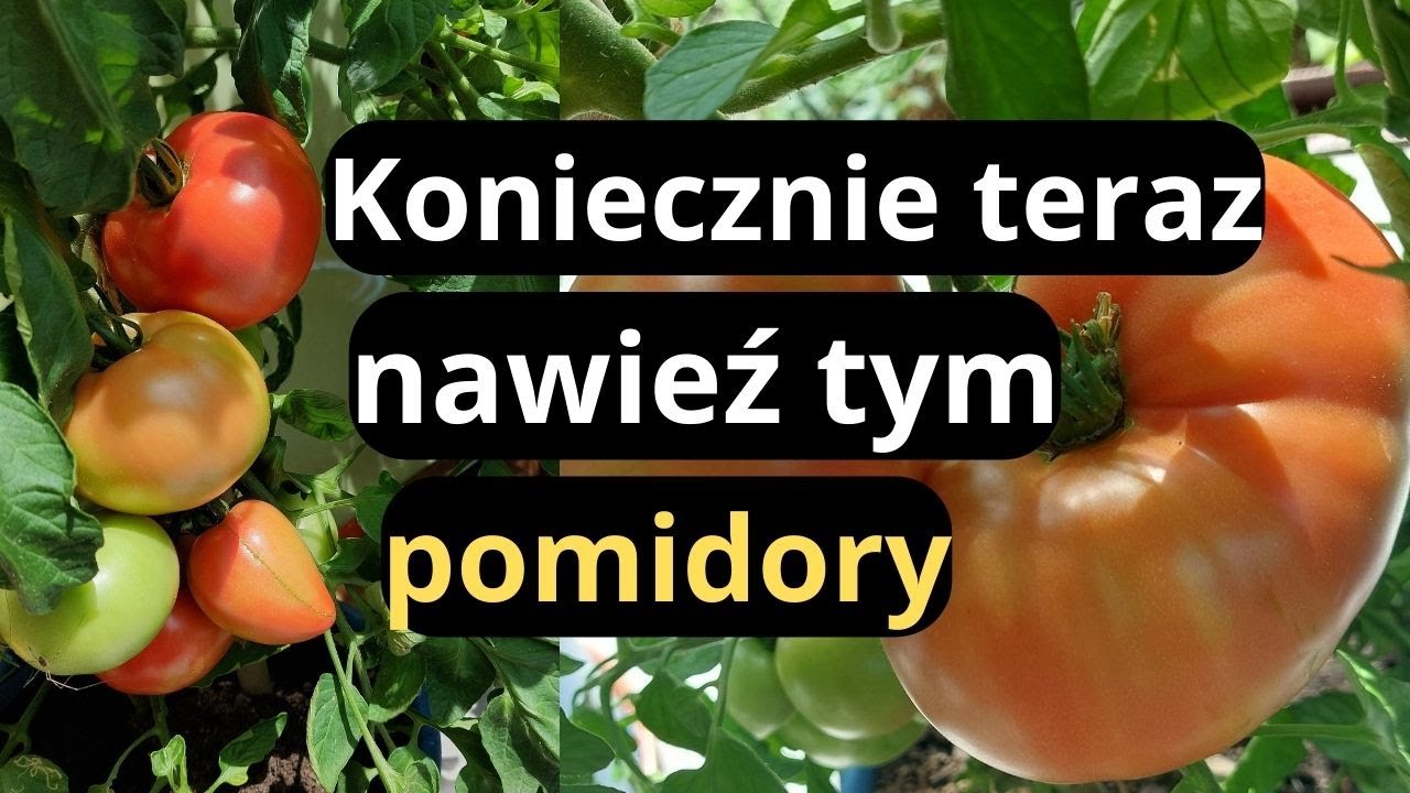 POMIDORY- nie zapomnij o nawożeniu w lipcu, nawóz naturalny to sposób na zdrowe pomidory w ogrodzie