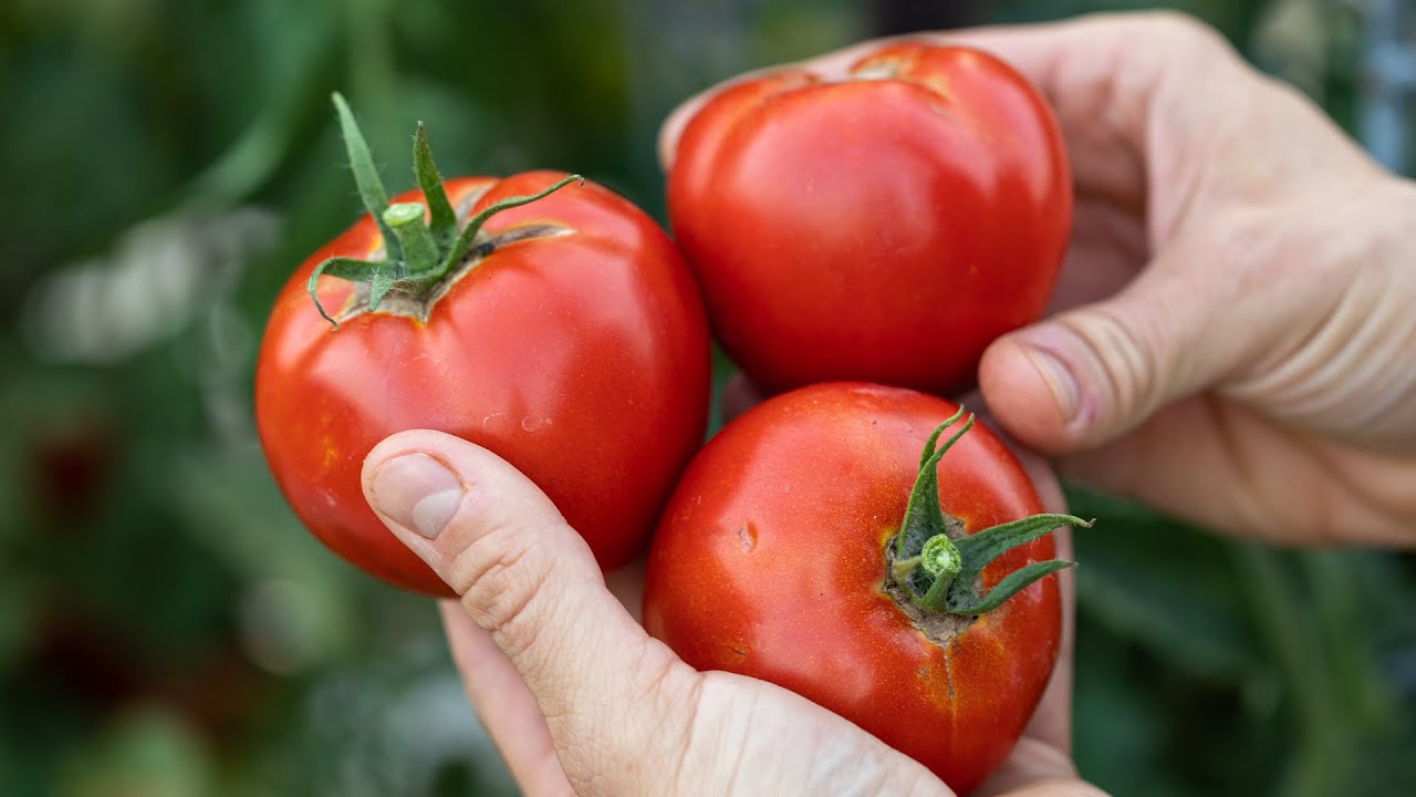 How to Peel Tomatoes Easily!