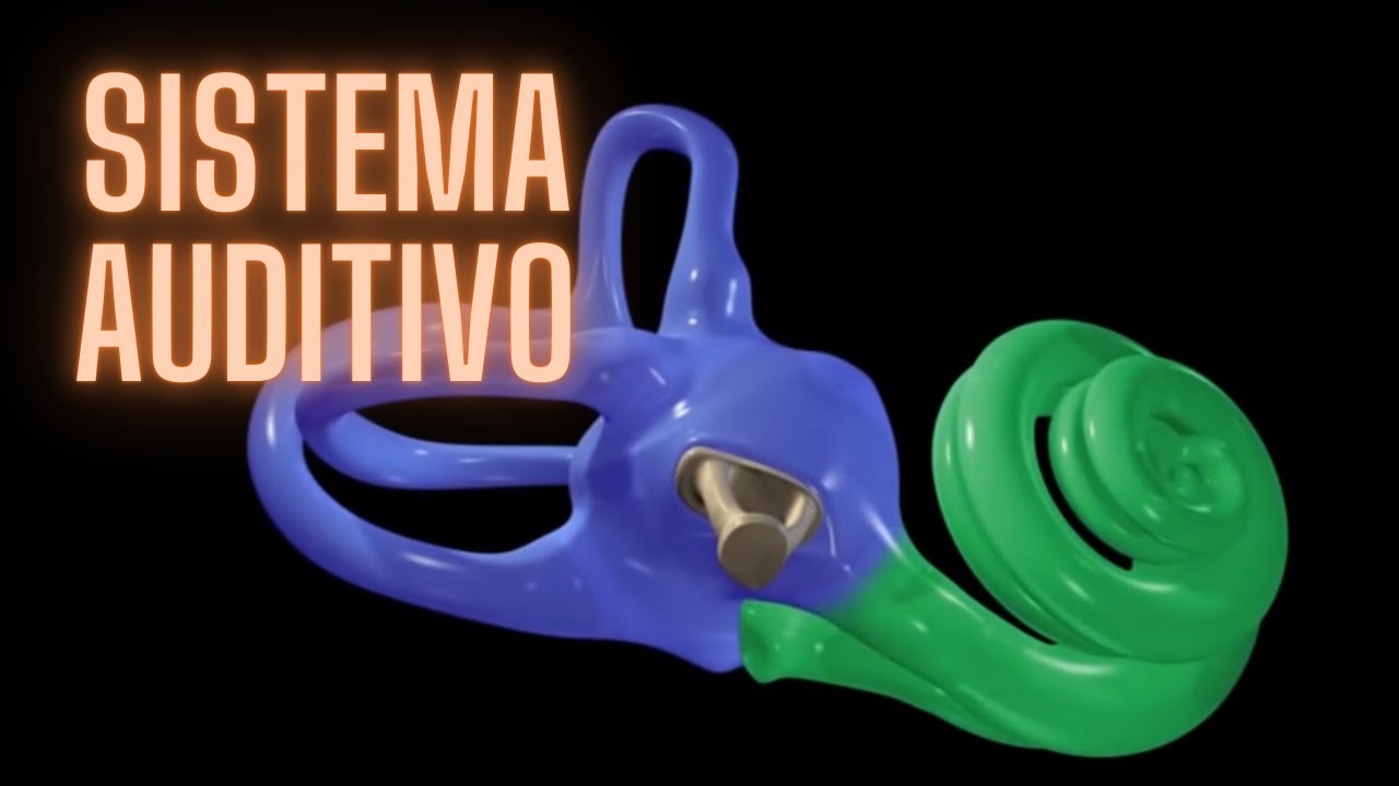 Conheça o funcionamento do sistema auditivo humano [animado!]
