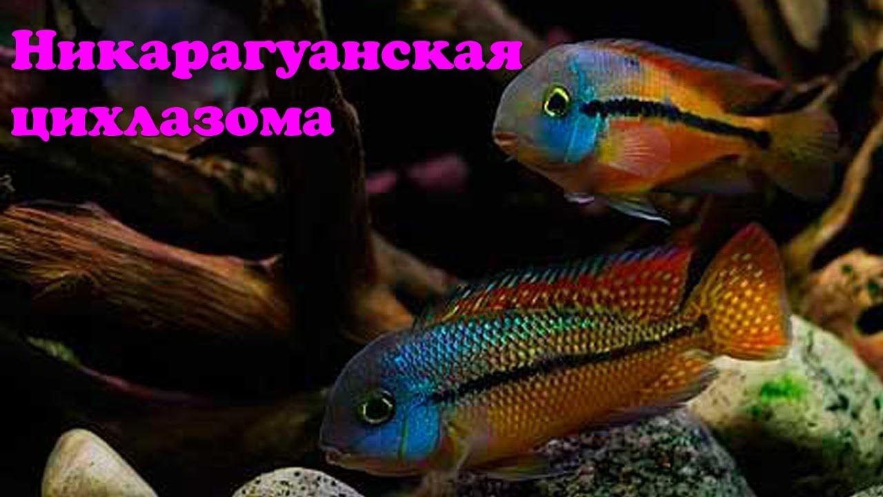 Никарагуанская цихлазома