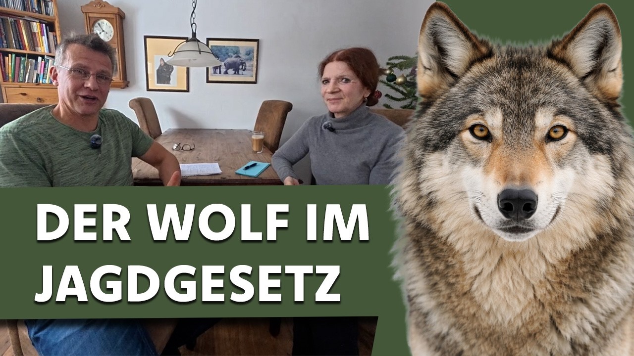 DER WOLF MIT MANIPULIERTEN ZAHLEN IM JAGDGESETZ! Was bedeutet das für ihn genau?