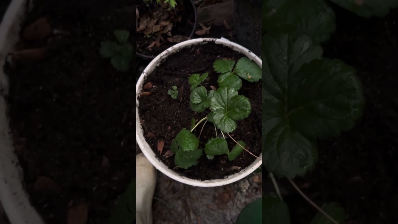 Little garden update pok choi, bunching onions, cabbage collards and tomato!