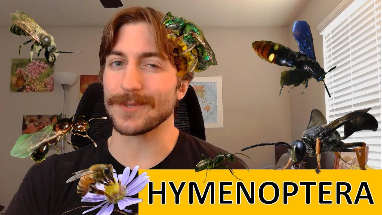 Hymenoptera: Ants, Bees, Wasps, Sawflies - Order Spotlight
