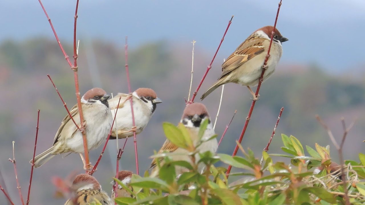 大寒に西山しぐれと野鳥たち　2026小泉川