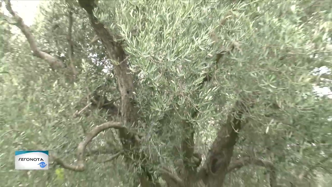 Υποχρεωτική καταγραφή των ελαιοδέντρων στο ελαιοκομικό μητρώο