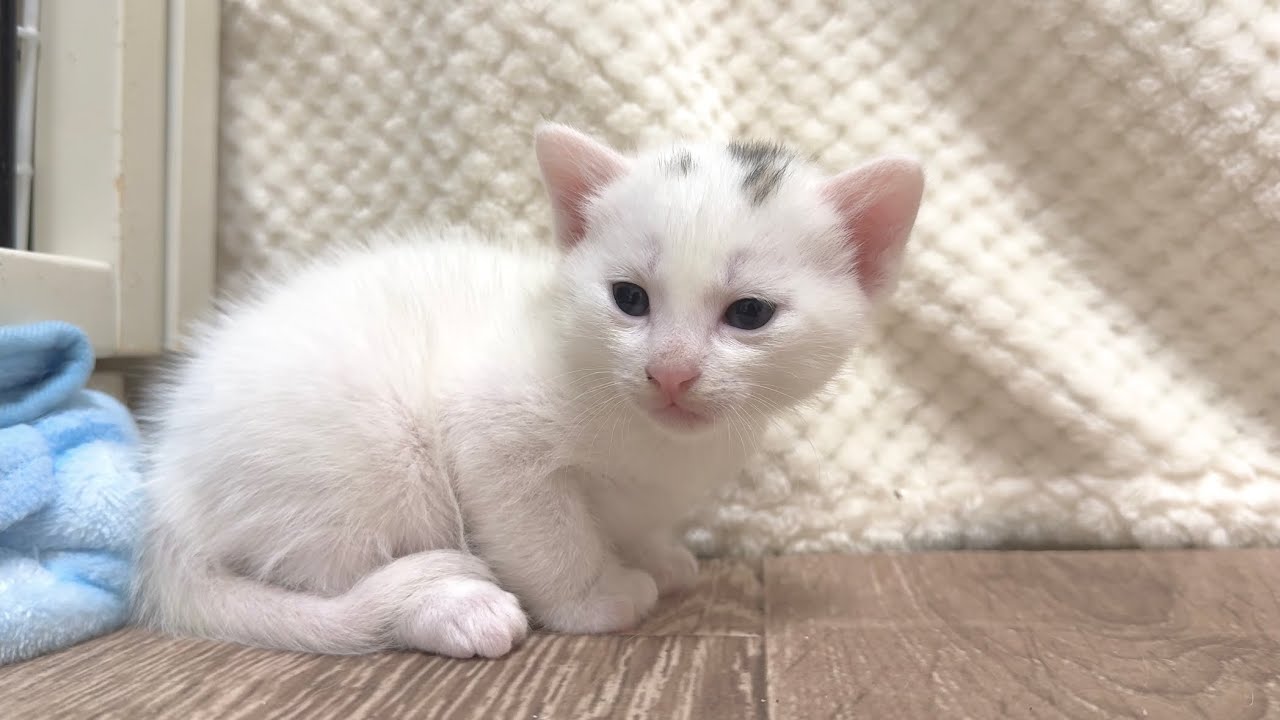 生後22日 遊びに出たものの迷子になっちゃった子猫【白玉ちゃん日記#25】A kitten that went out to play and got lost
