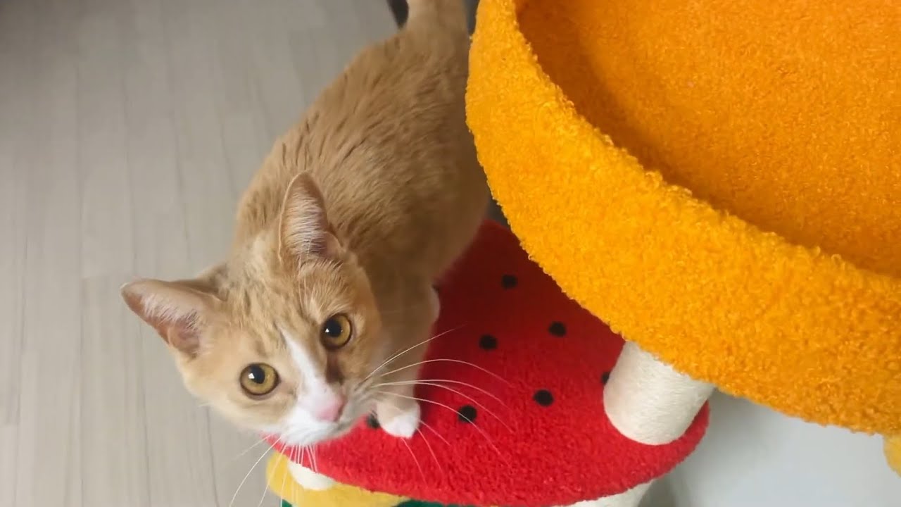 Medi Cat is now a proud owner of a cat tower