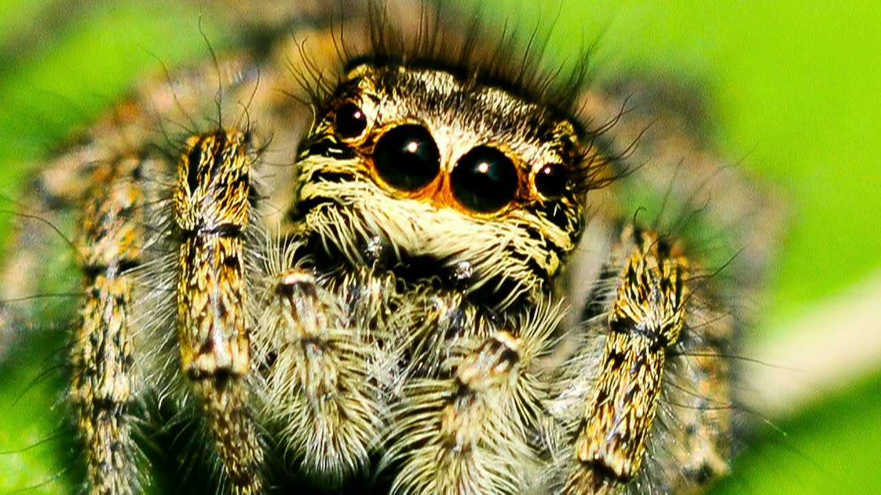 45 BIBLIO insectes