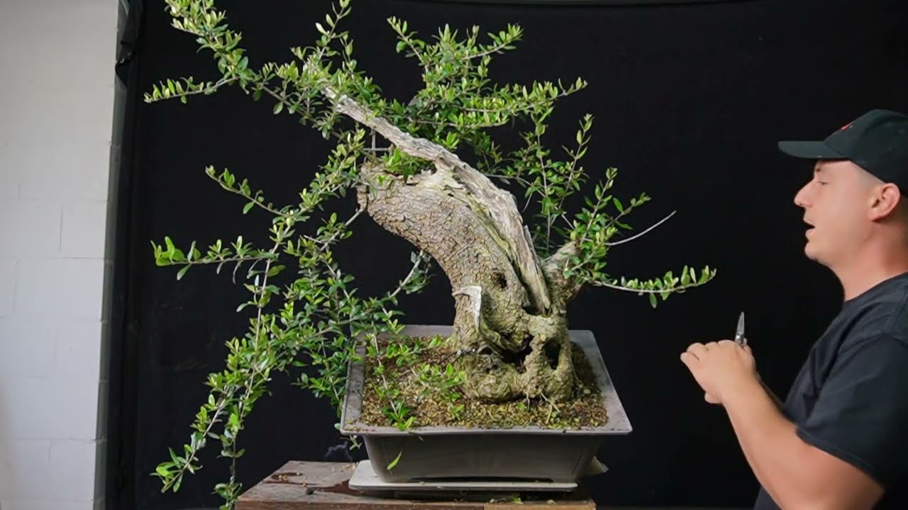 Trail VERSION: First styling of a yamadori Olea sylvestris  | The Bonsai Academy