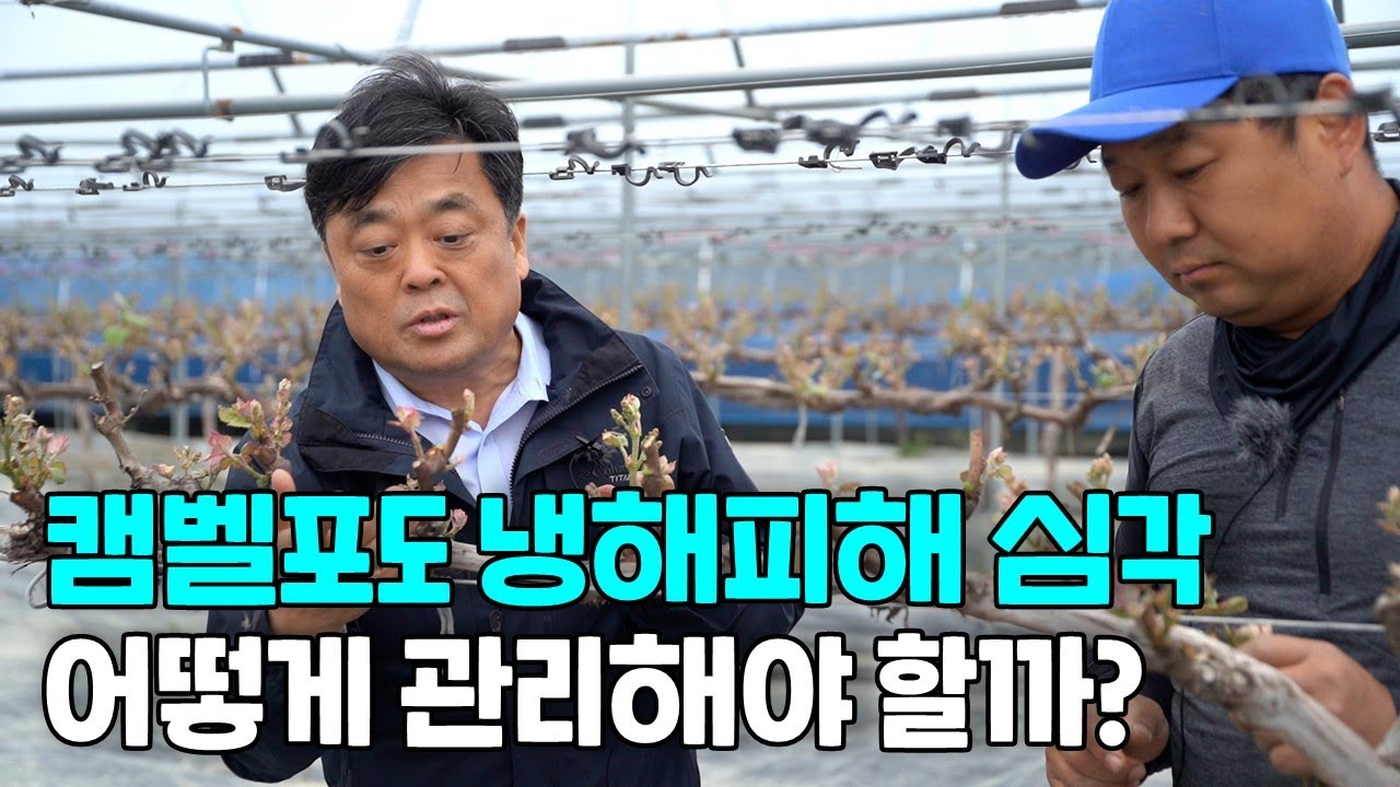 냉해 피해가 심각한 캠벨포도 어떻게 관리해야 할까?