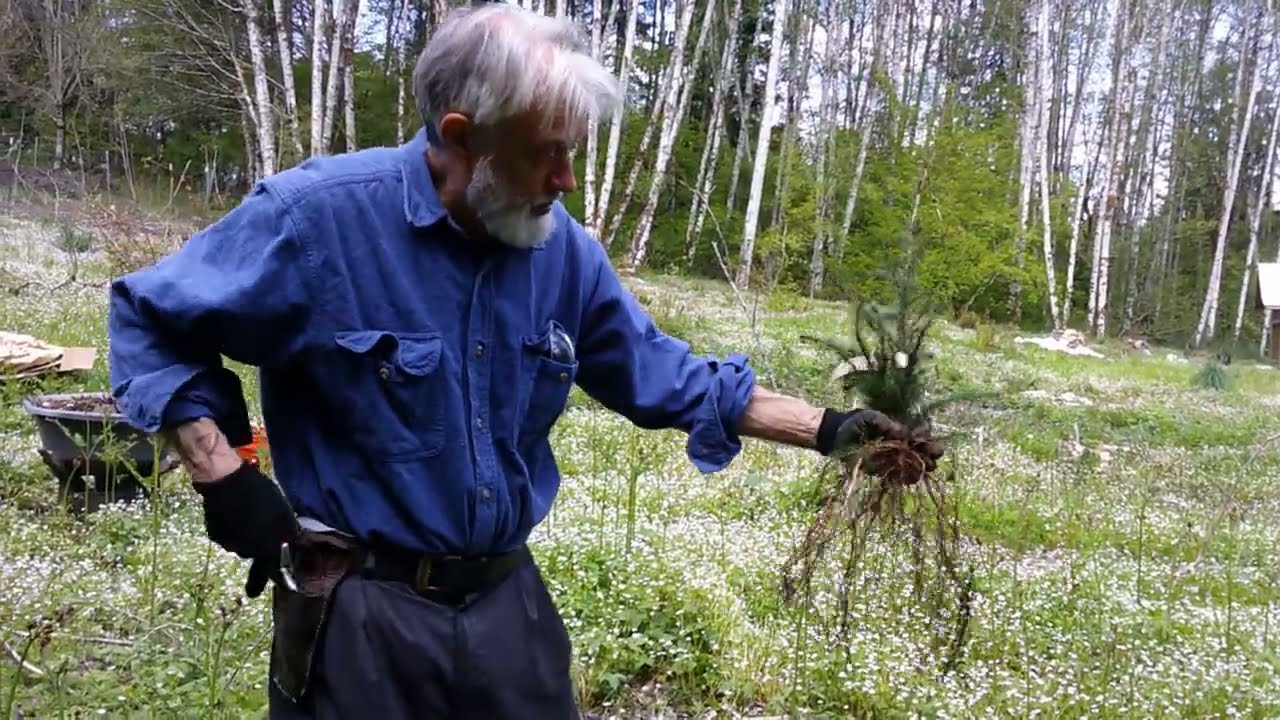Planting Trees (Part 1) - Conifers