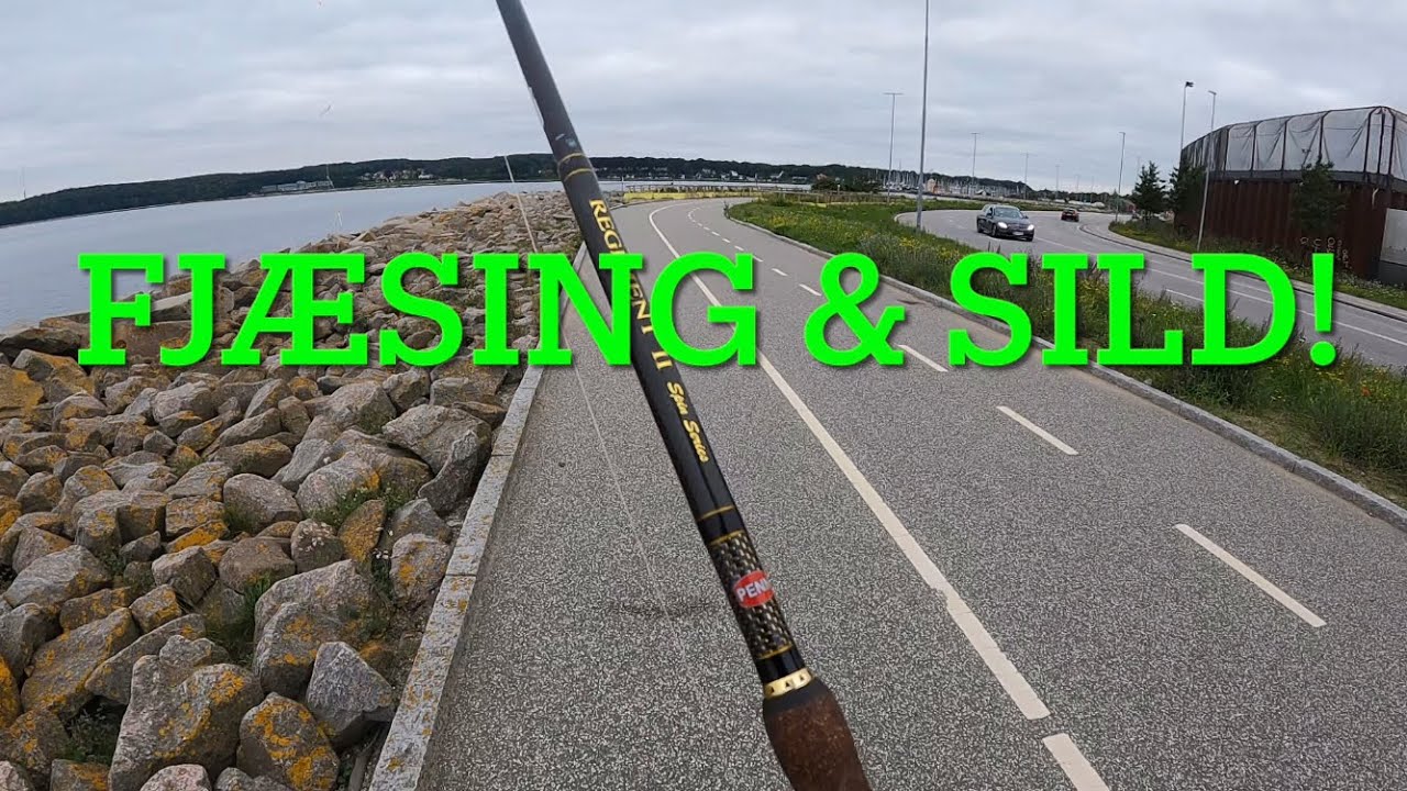 Fjæsing og sild fra Århus havn!