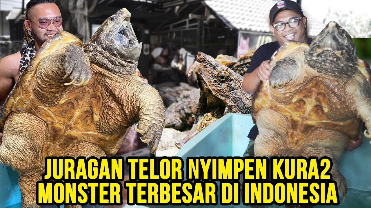 GAK MUNGKIN! JUR4G4AN  TELOR  NYIMPEN KURA2 MONSTER TERBESAR DI INDONESIA! #AudreyA #KINGOFTHEJUNGLE