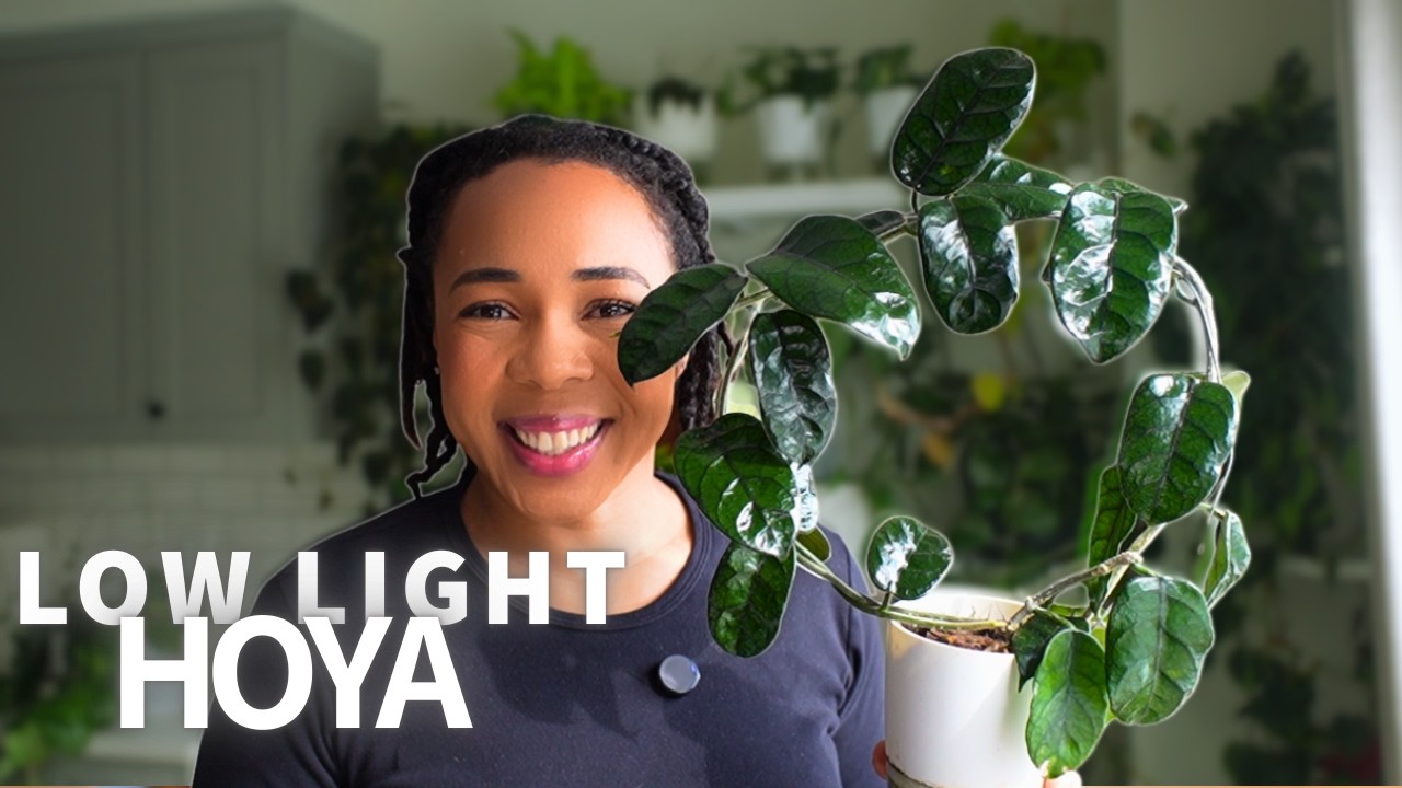 5 Hoya for Medium / Low- Light
